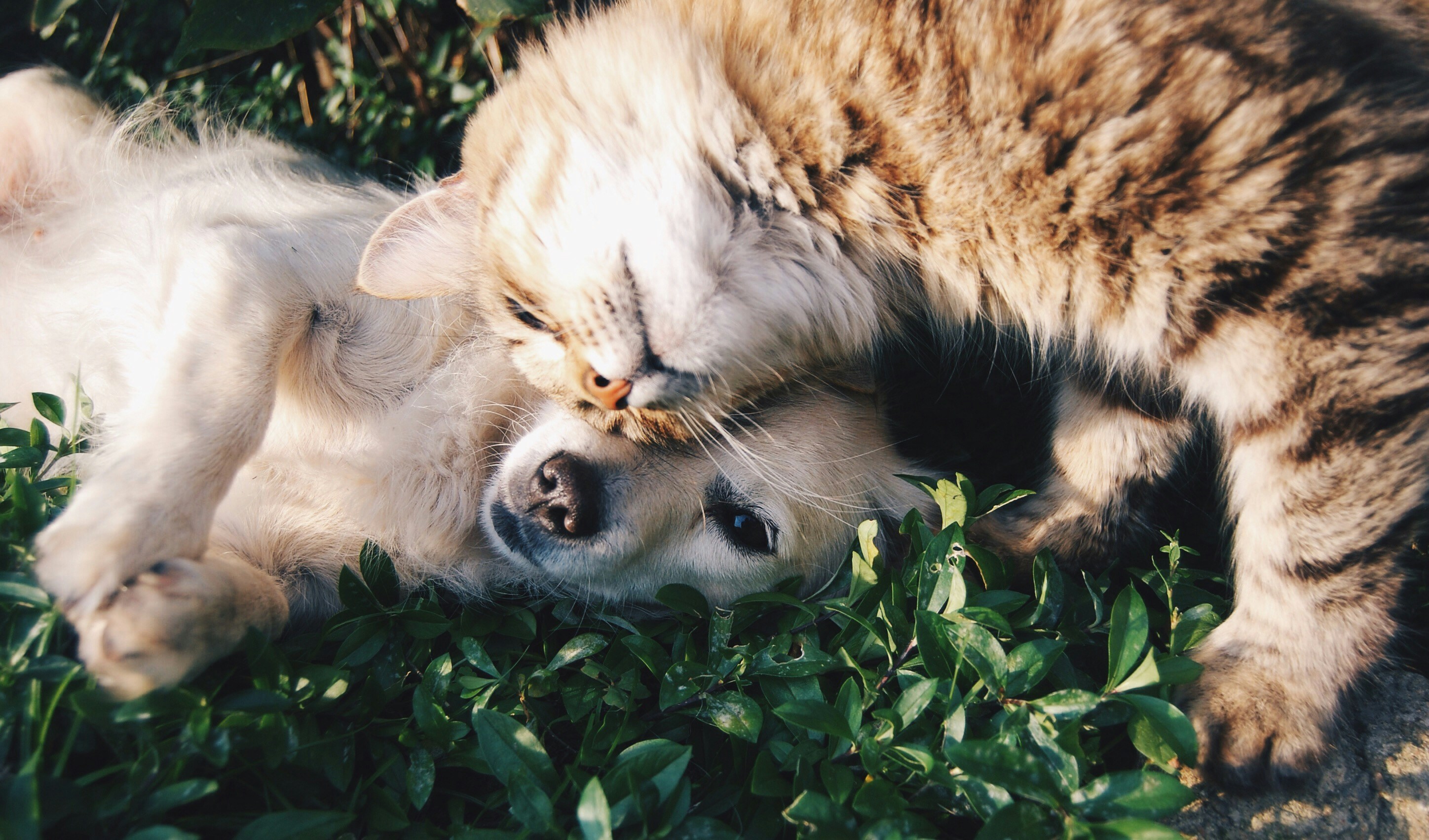 Pesquisa e Procura de Animais de Estimação Caẽs e Gatos