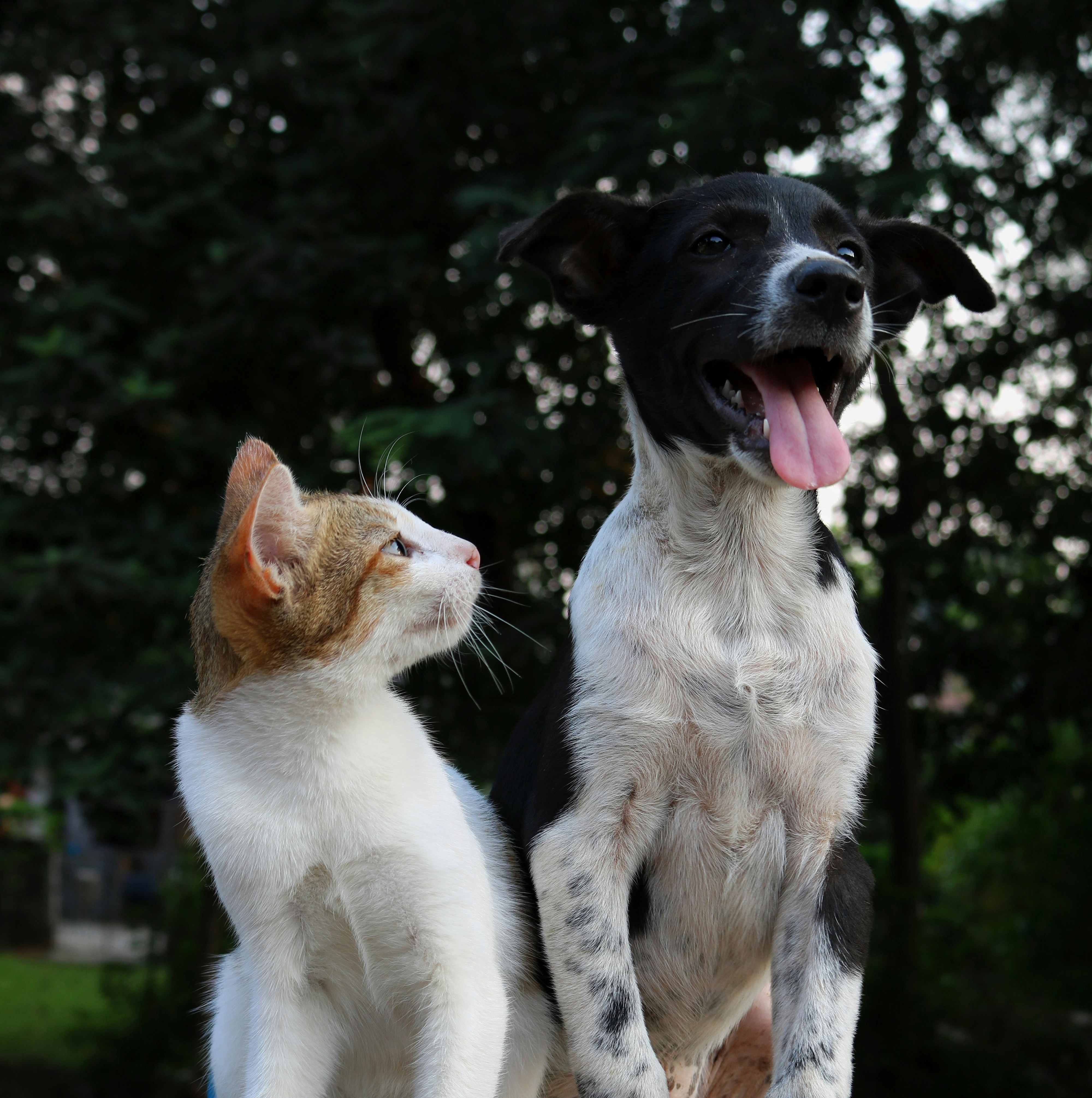Pesquisa e Procura de Animais de Estimação Caẽs e Gatos
