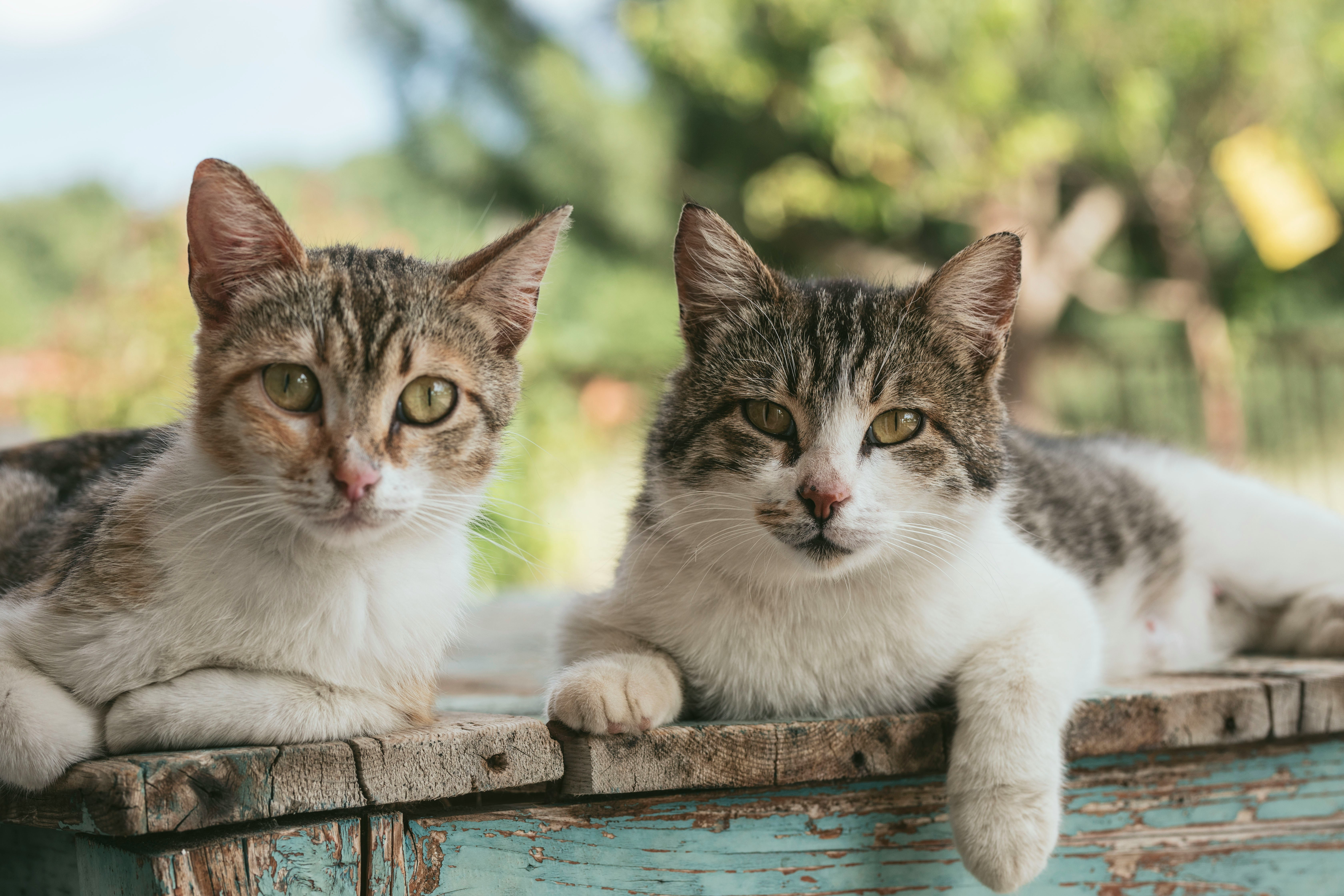 Pesquisa e Procura de Animais de Estimação Caẽs e Gatos