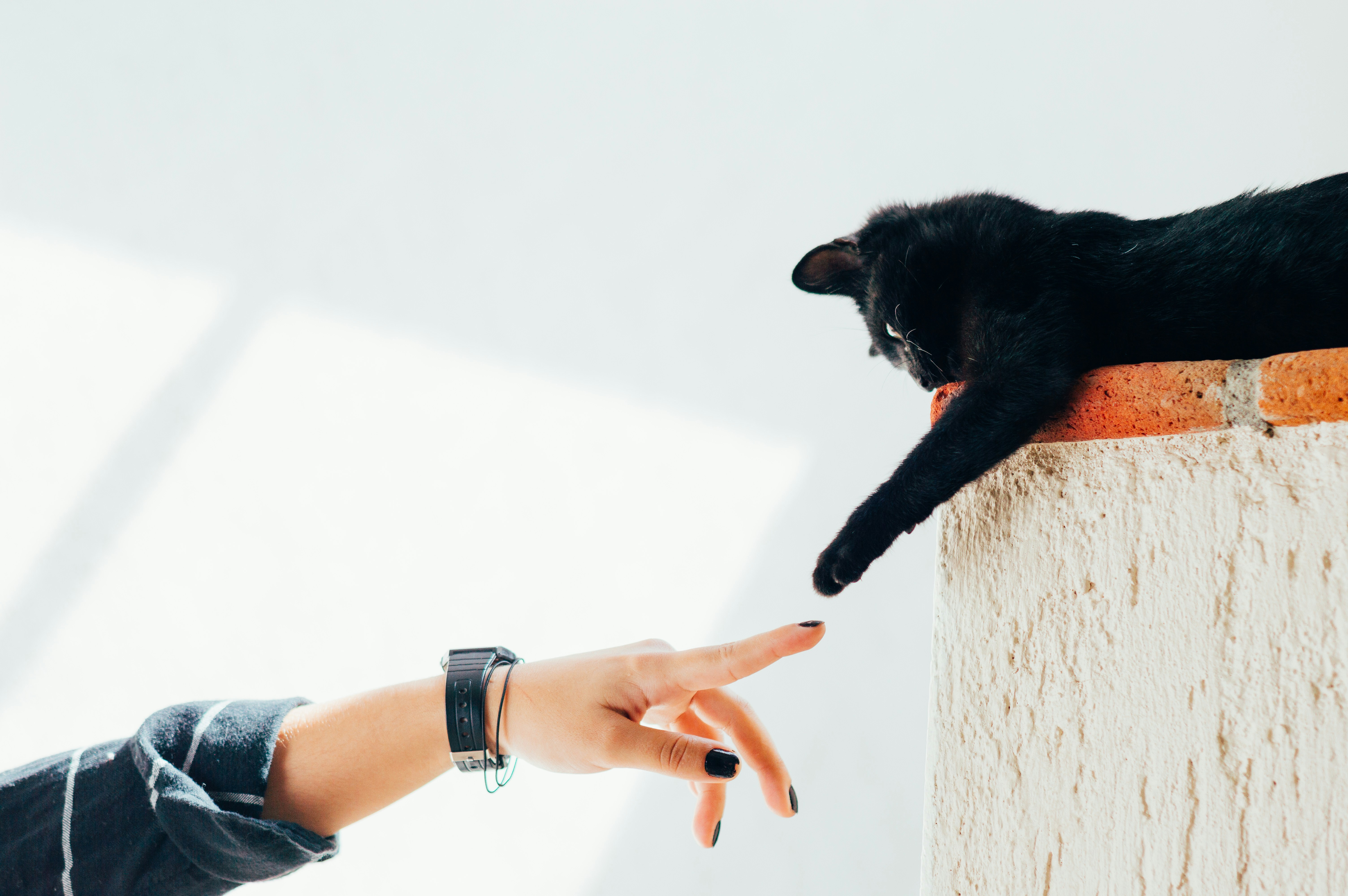 Pesquisa e Procura de Animais de Estimação Caẽs e Gatos