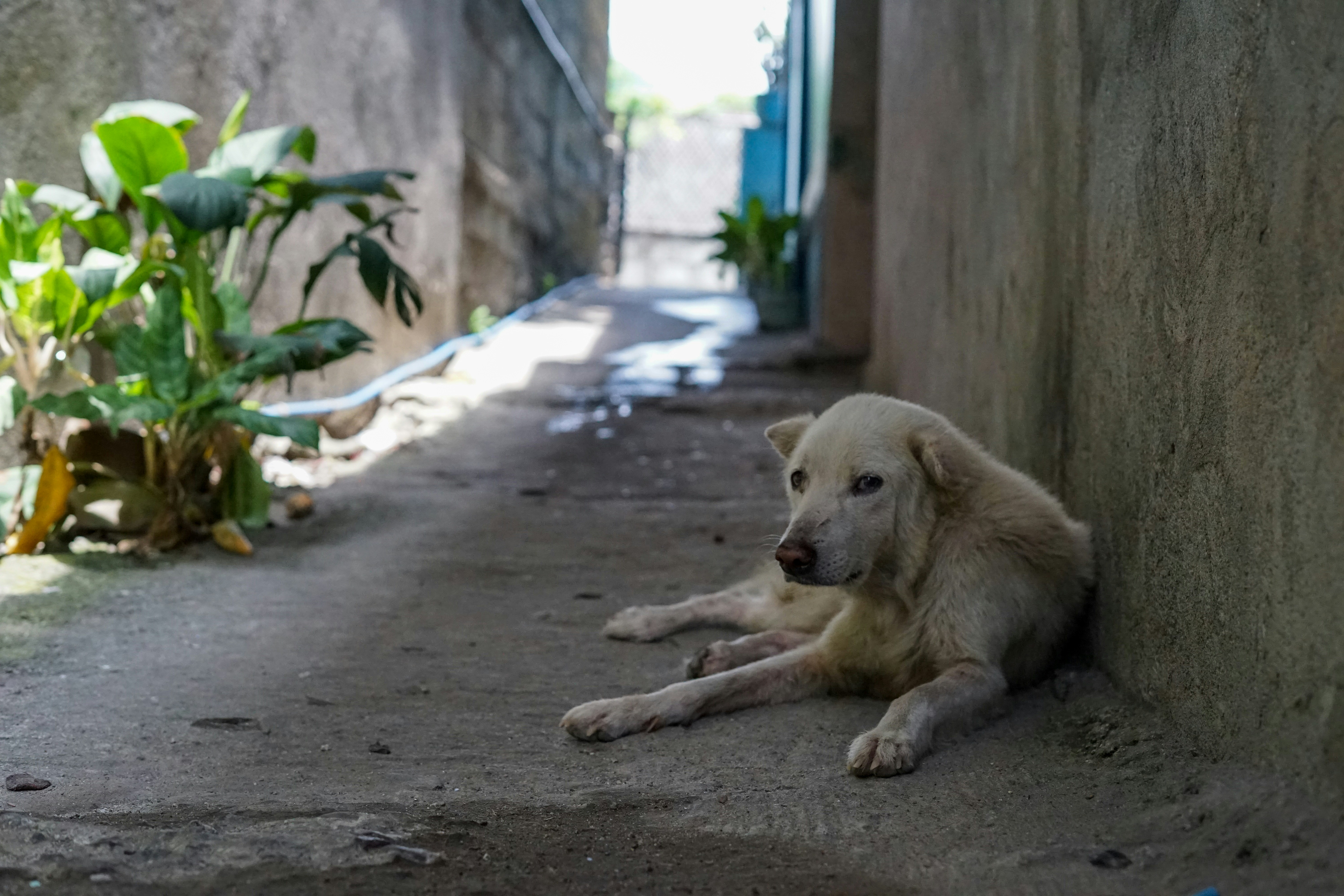 Pesquisa e Procura de Animais de Estimação Caẽs e Gatos