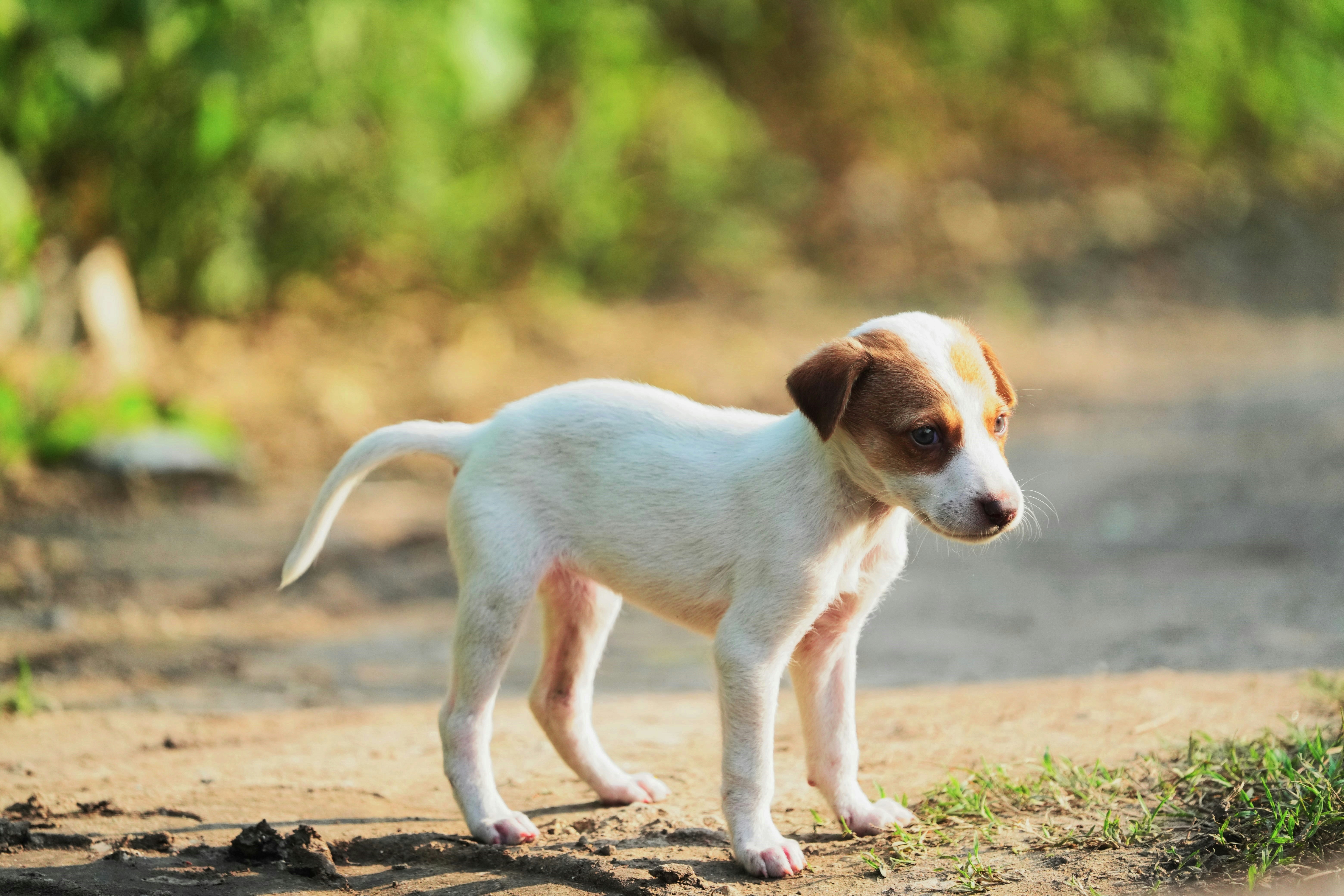 Pesquisa e Procura de Animais de Estimação Caẽs e Gatos