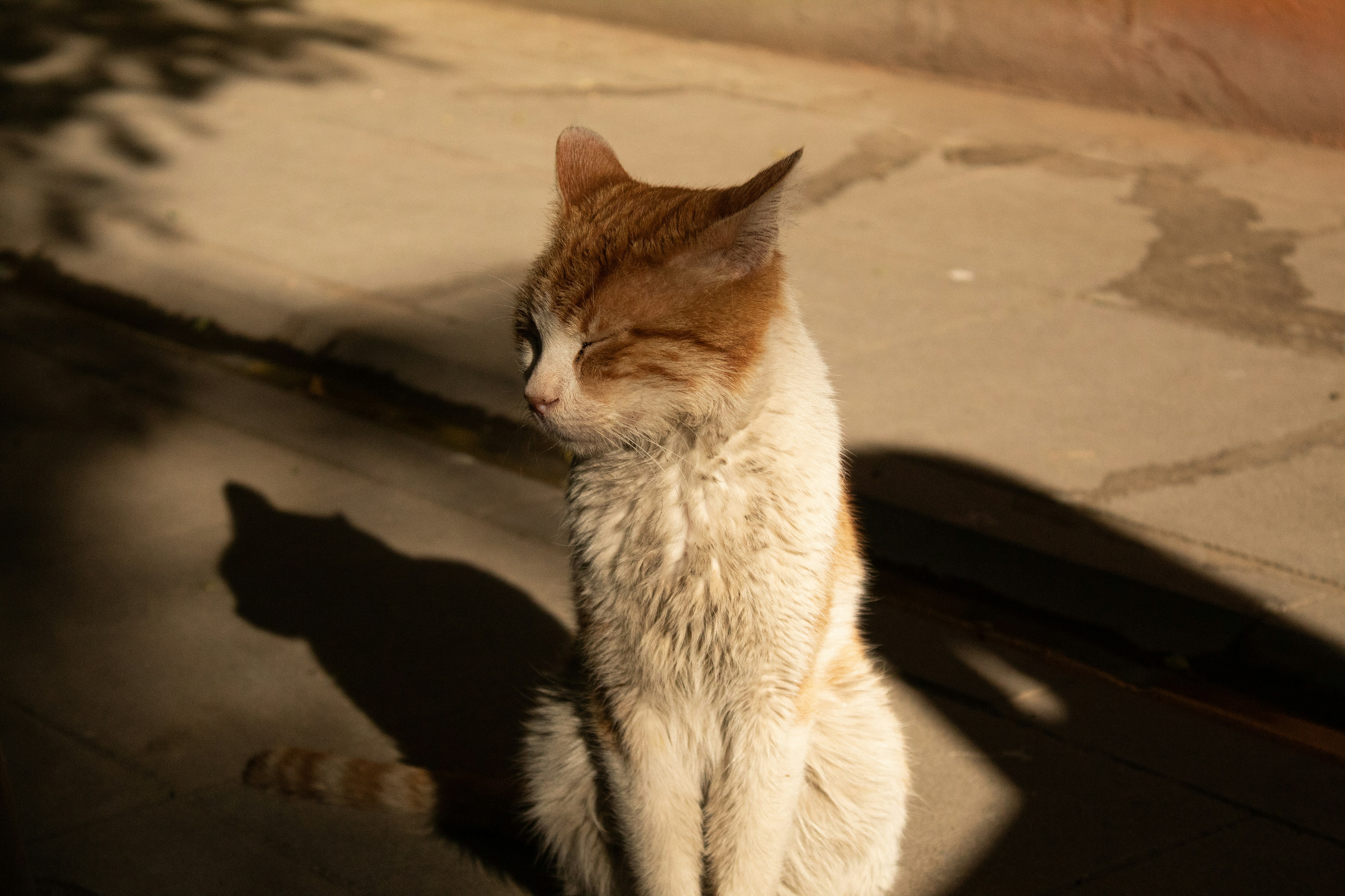 Pesquisa e Procura de Animais de Estimação Caẽs e Gatos