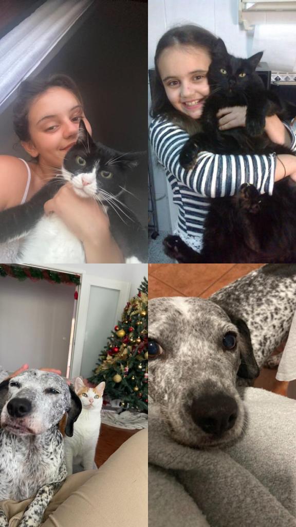 Pet sitter e Dog walker no Porto