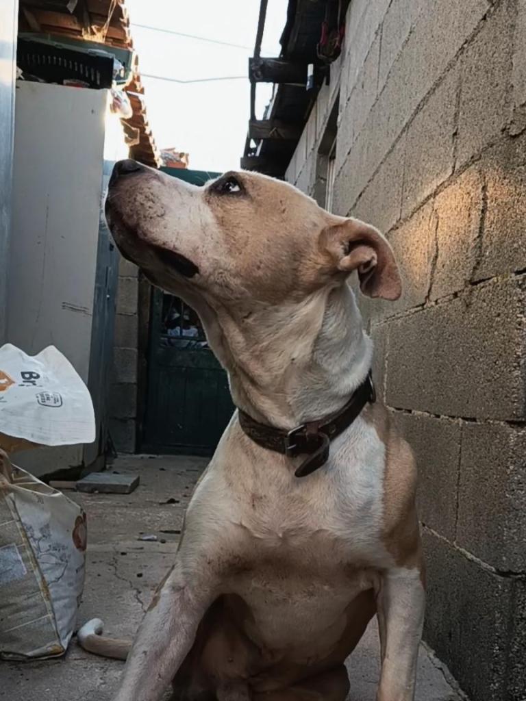 PETIFYC11780