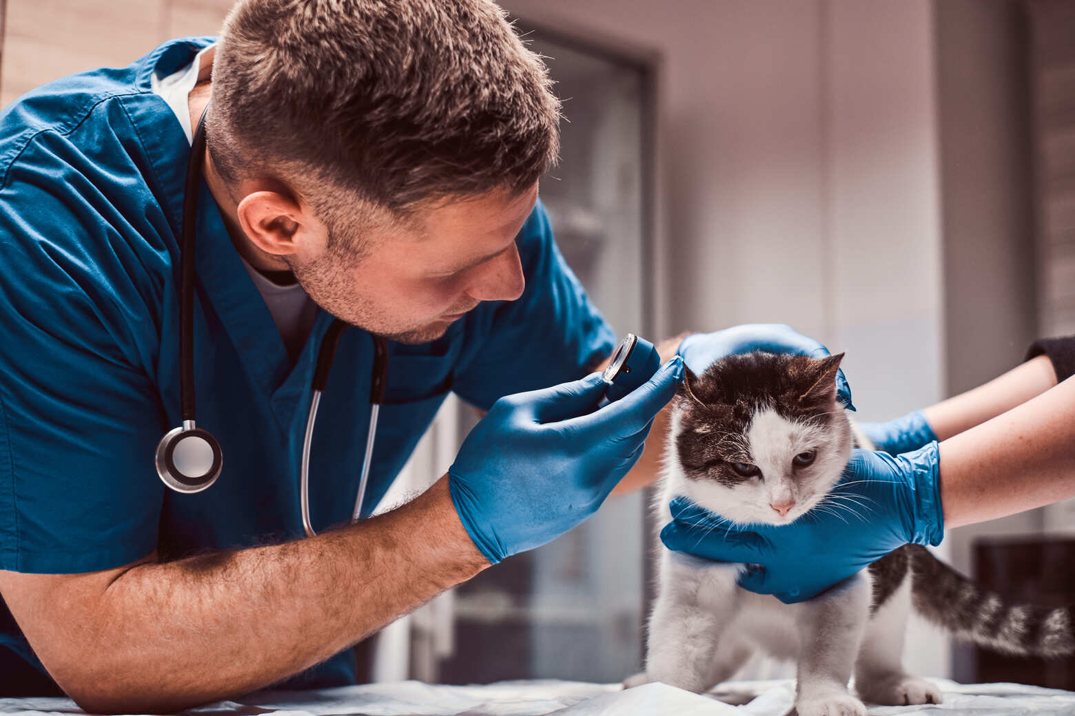 Veterinários
