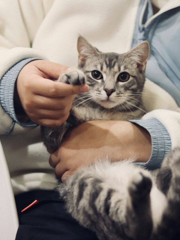 Pessoa a segurar um gato tabby prateado ao colo