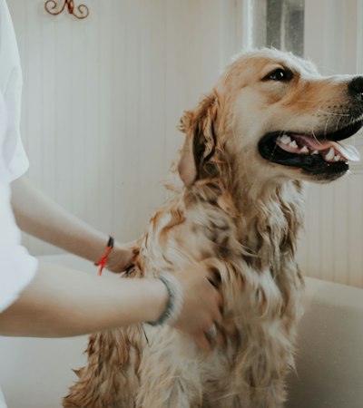 Golden retriever a ser escovado