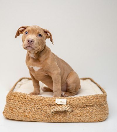 Cachorro numa cama de verga