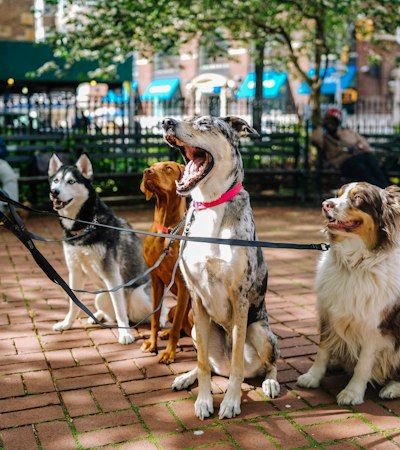 Passeador com vários cães pela trela