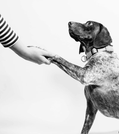 Cão a dar a pata